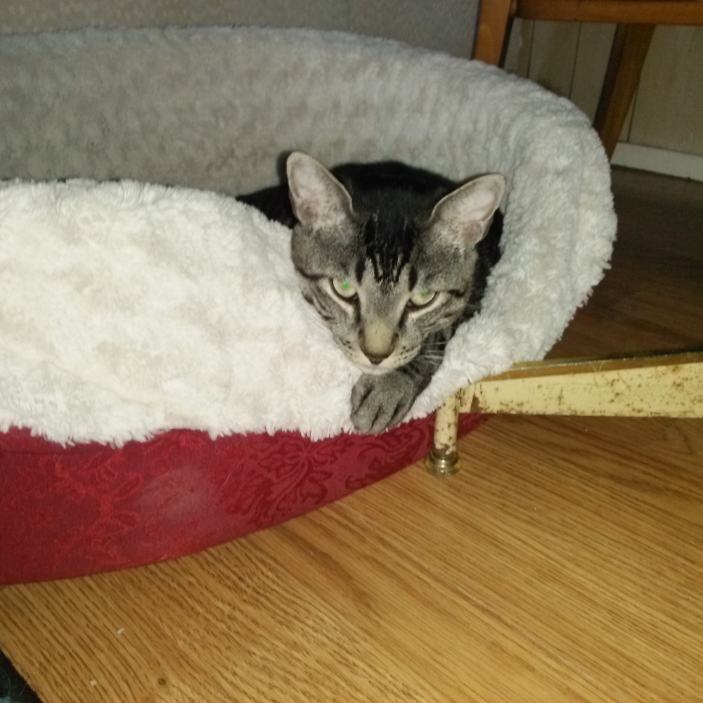 Meet your Posher, Diane